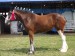 parade-clydesdale-horse
